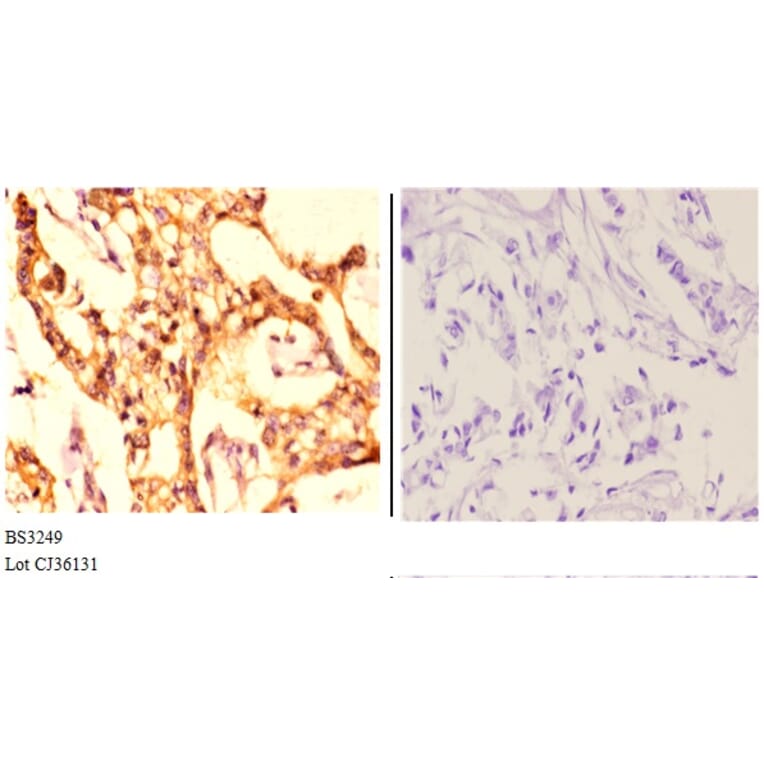 Anti-MCM4 (P50) Antibody from Bioworld Technology (BS3249) - Antibodies.com