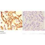 Anti-MCM4 (P50) Antibody from Bioworld Technology (BS3249) - Antibodies.com