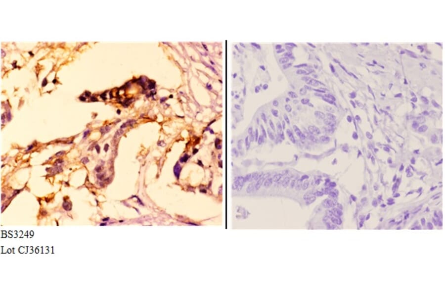 Anti-MCM4 (P50) Antibody from Bioworld Technology (BS3249) - Antibodies.com