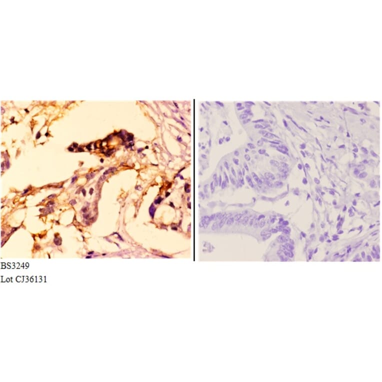 Anti-MCM4 (P50) Antibody from Bioworld Technology (BS3249) - Antibodies.com