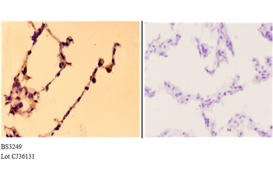 Anti-MCM4 (P50) Antibody from Bioworld Technology (BS3249) - Antibodies.com