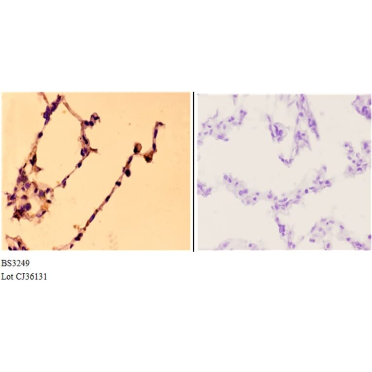 Anti-MCM4 (P50) Antibody from Bioworld Technology (BS3249) - Antibodies.com