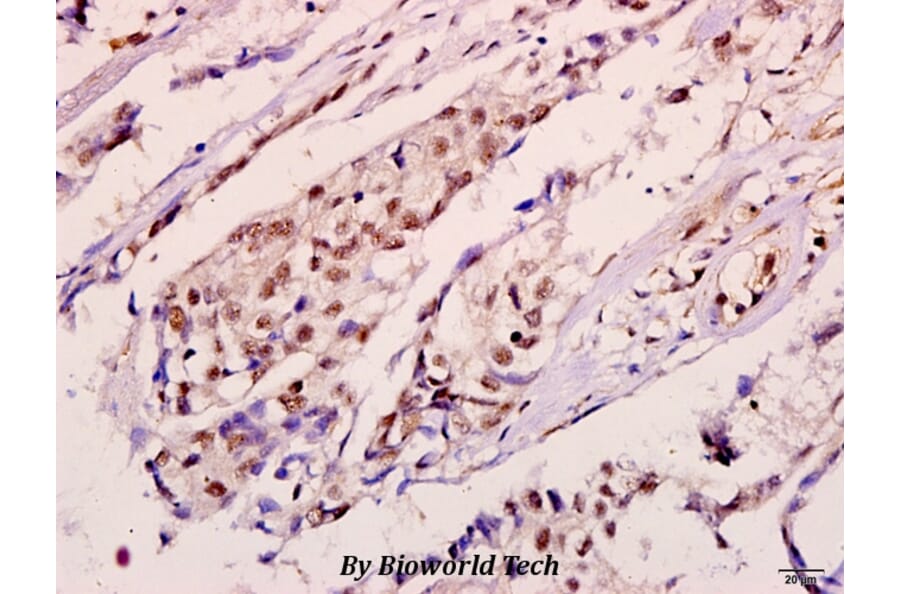 Anti-ErbB2/HER2 (I682) Antibody from Bioworld Technology (BS3252) - Antibodies.com