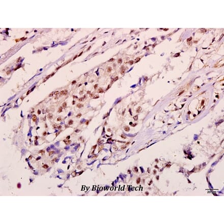 Anti-ErbB2/HER2 (I682) Antibody from Bioworld Technology (BS3252) - Antibodies.com