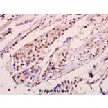Anti-ErbB2/HER2 (I682) Antibody from Bioworld Technology (BS3252) - Antibodies.com