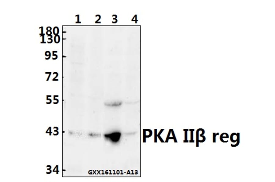 Anti-PKA IIβ reg (T109) Antibody from Bioworld Technology (BS3253) - Antibodies.com