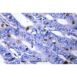 Anti-PKA IIβ reg (T109) Antibody from Bioworld Technology (BS3253) - Antibodies.com