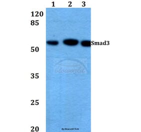 Anti-Smad3 (N175) Antibody from Bioworld Technology (BS3254) - Antibodies.com
