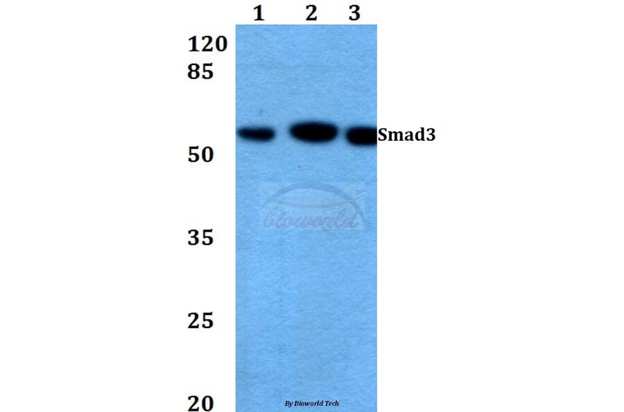 Anti-Smad3 (N175) Antibody from Bioworld Technology (BS3254) - Antibodies.com