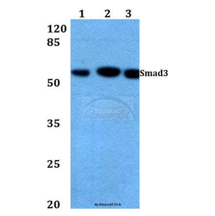 Anti-Smad3 (N175) Antibody from Bioworld Technology (BS3254) - Antibodies.com