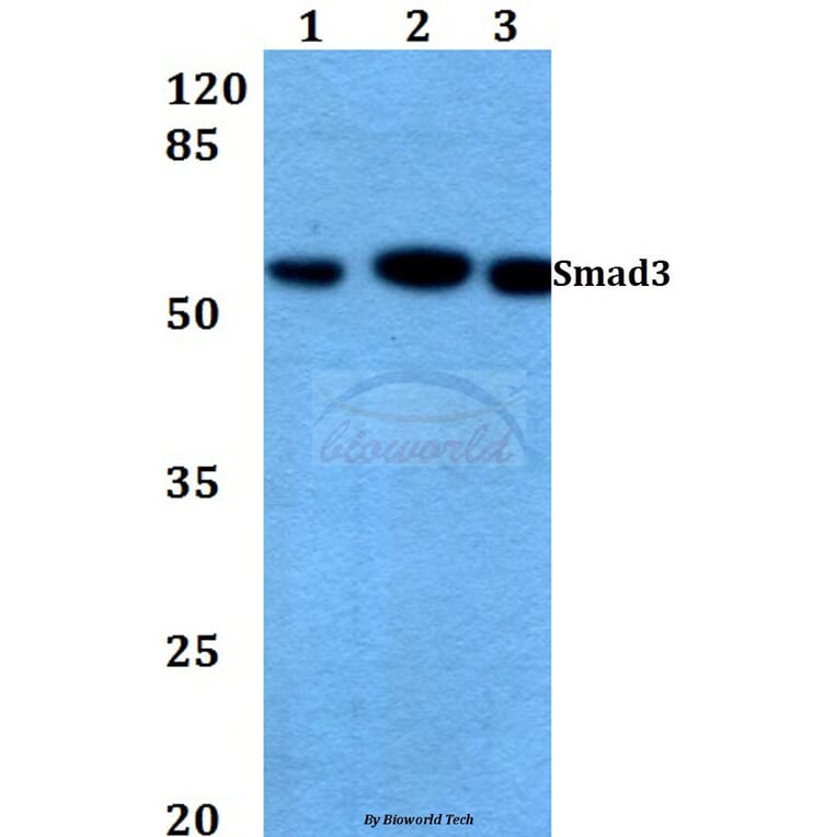Anti-Smad3 (N175) Antibody from Bioworld Technology (BS3254) - Antibodies.com