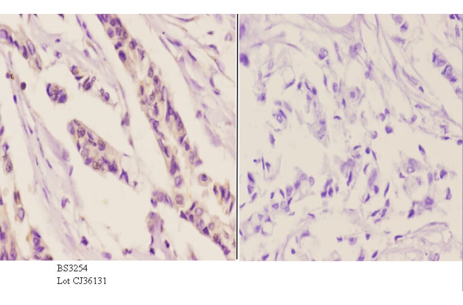 Anti-Smad3 (N175) Antibody from Bioworld Technology (BS3254) - Antibodies.com