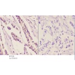 Anti-Smad3 (N175) Antibody from Bioworld Technology (BS3254) - Antibodies.com