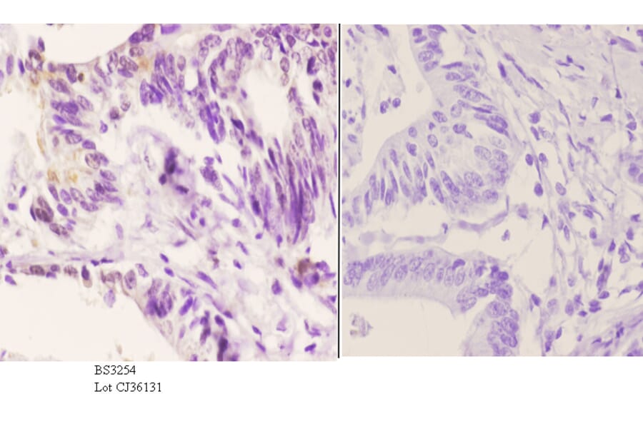 Anti-Smad3 (N175) Antibody from Bioworld Technology (BS3254) - Antibodies.com