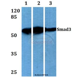 Anti-Smad3 (M200) Antibody from Bioworld Technology (BS3255) - Antibodies.com