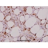 Anti-Smad3 (M200) Antibody from Bioworld Technology (BS3255) - Antibodies.com