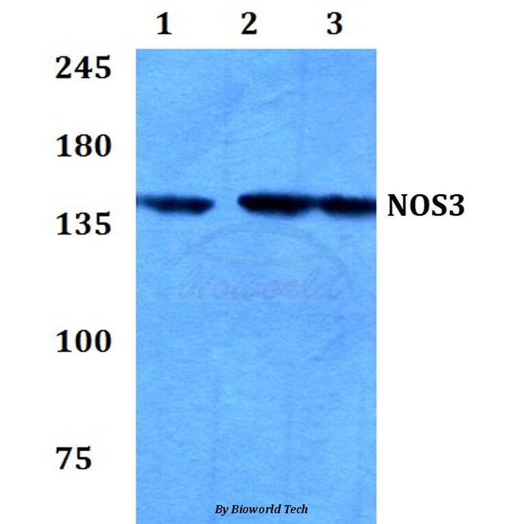 Anti-NOS3 (I611) Antibody from Bioworld Technology (BS3259) - Antibodies.com