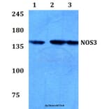 Anti-NOS3 (I611) Antibody from Bioworld Technology (BS3259) - Antibodies.com
