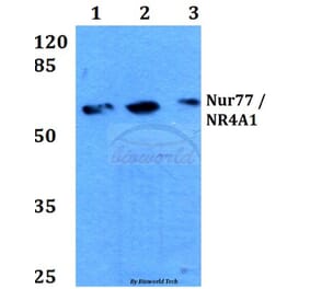Anti-Nur77/NR4A1 (G347) Antibody from Bioworld Technology (BS3260) - Antibodies.com