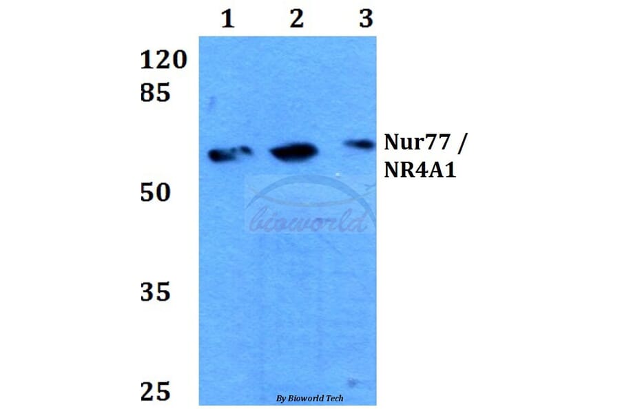 Anti-Nur77/NR4A1 (G347) Antibody from Bioworld Technology (BS3260) - Antibodies.com