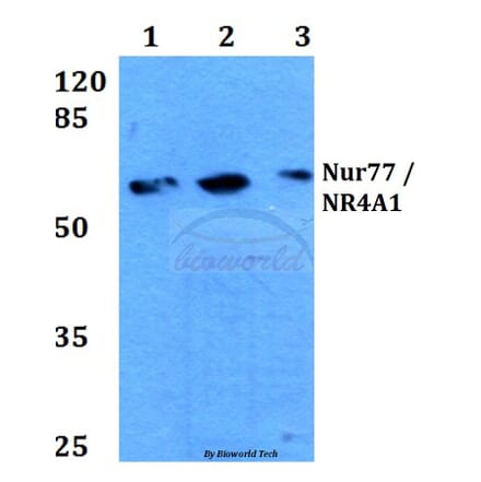 Anti-Nur77/NR4A1 (G347) Antibody from Bioworld Technology (BS3260) - Antibodies.com