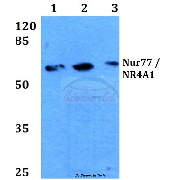 Anti-Nur77/NR4A1 (G347) Antibody from Bioworld Technology (BS3260) - Antibodies.com