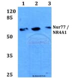 Anti-Nur77/NR4A1 (G347) Antibody from Bioworld Technology (BS3260) - Antibodies.com