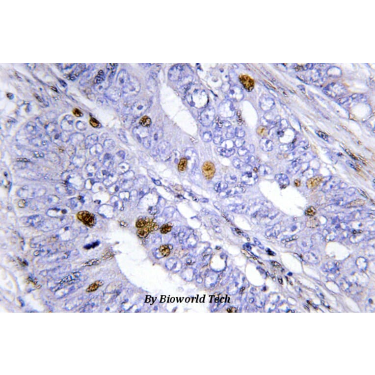 Anti-Nur77/NR4A1 (G347) Antibody from Bioworld Technology (BS3260) - Antibodies.com