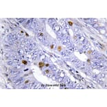 Anti-Nur77/NR4A1 (G347) Antibody from Bioworld Technology (BS3260) - Antibodies.com