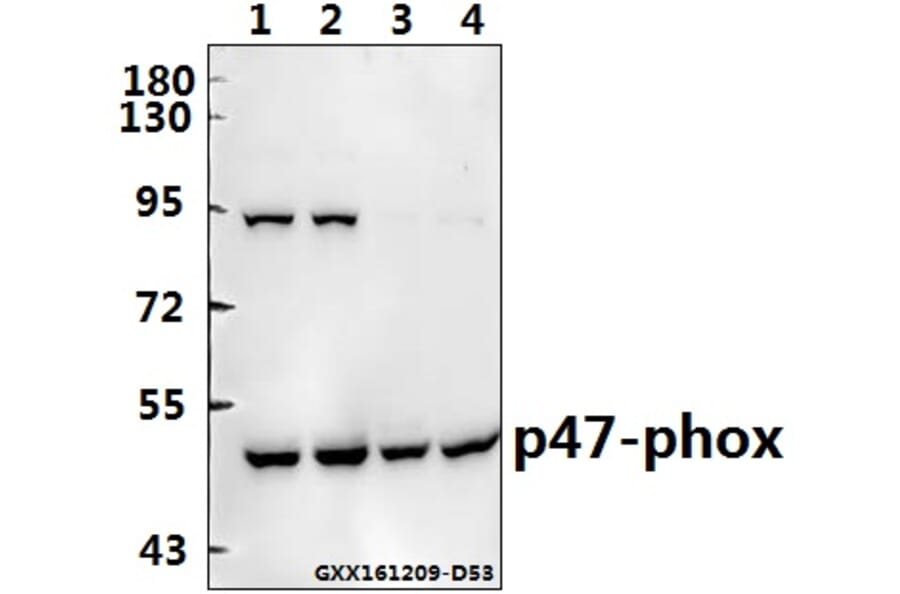 Anti-p47-phox (P366) Antibody from Bioworld Technology (BS3261) - Antibodies.com