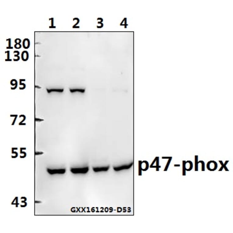 Anti-p47-phox (P366) Antibody from Bioworld Technology (BS3261) - Antibodies.com