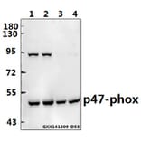 Anti-p47-phox (P366) Antibody from Bioworld Technology (BS3261) - Antibodies.com