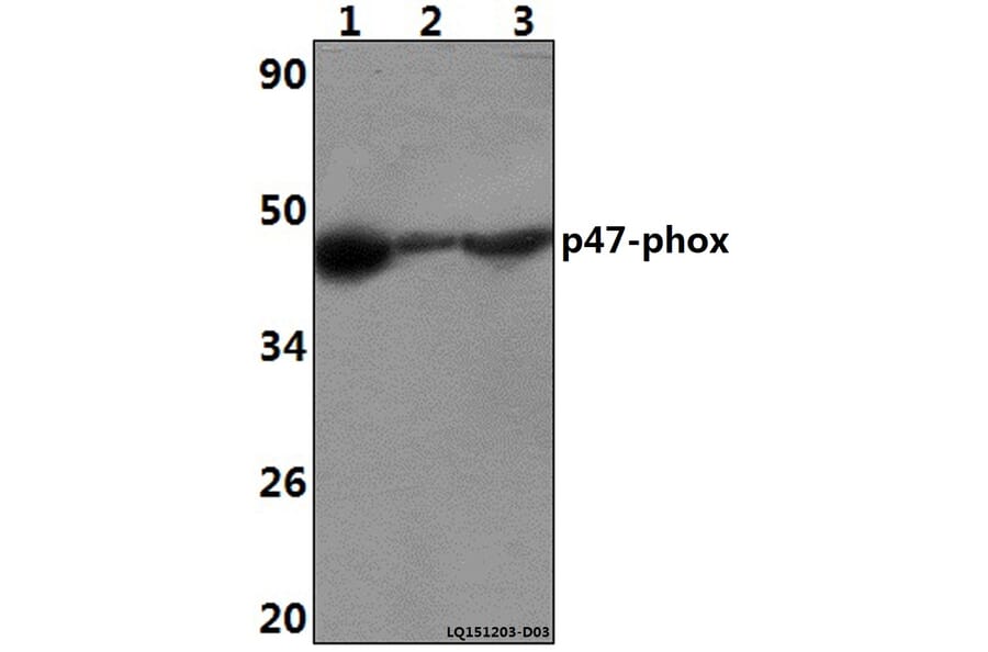 Anti-p47-phox (P366) Antibody from Bioworld Technology (BS3261) - Antibodies.com