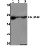 Anti-p47-phox (P366) Antibody from Bioworld Technology (BS3261) - Antibodies.com