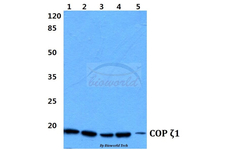 Anti-COP ζ1 (I48) Antibody from Bioworld Technology (BS3287) - Antibodies.com