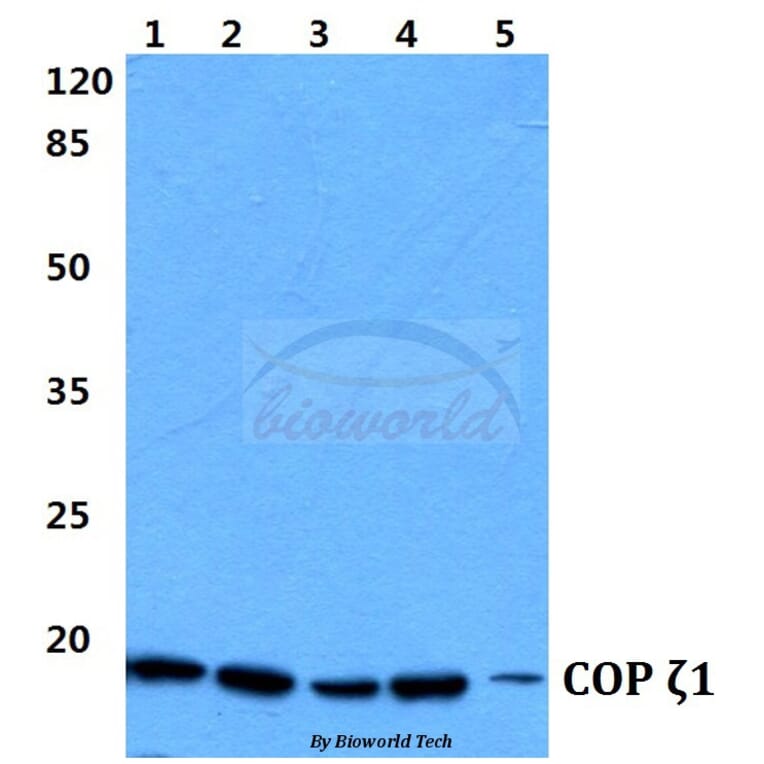 Anti-COP ζ1 (I48) Antibody from Bioworld Technology (BS3287) - Antibodies.com
