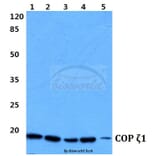 Anti-COP ζ1 (I48) Antibody from Bioworld Technology (BS3287) - Antibodies.com