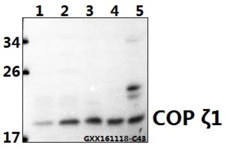 Anti-COP ζ1 (I48) Antibody from Bioworld Technology (BS3287) - Antibodies.com