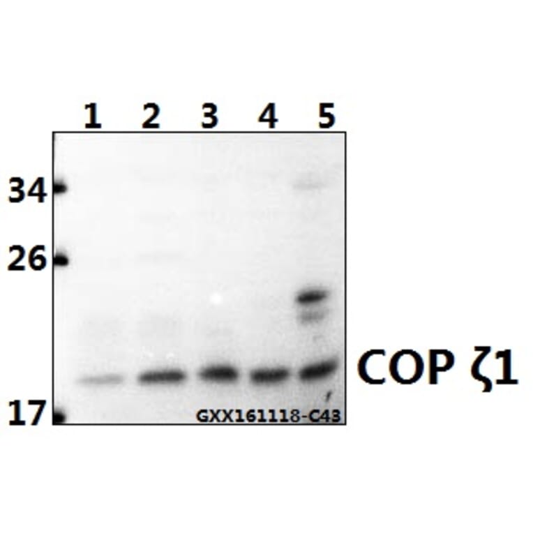 Anti-COP ζ1 (I48) Antibody from Bioworld Technology (BS3287) - Antibodies.com