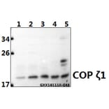 Anti-COP ζ1 (I48) Antibody from Bioworld Technology (BS3287) - Antibodies.com