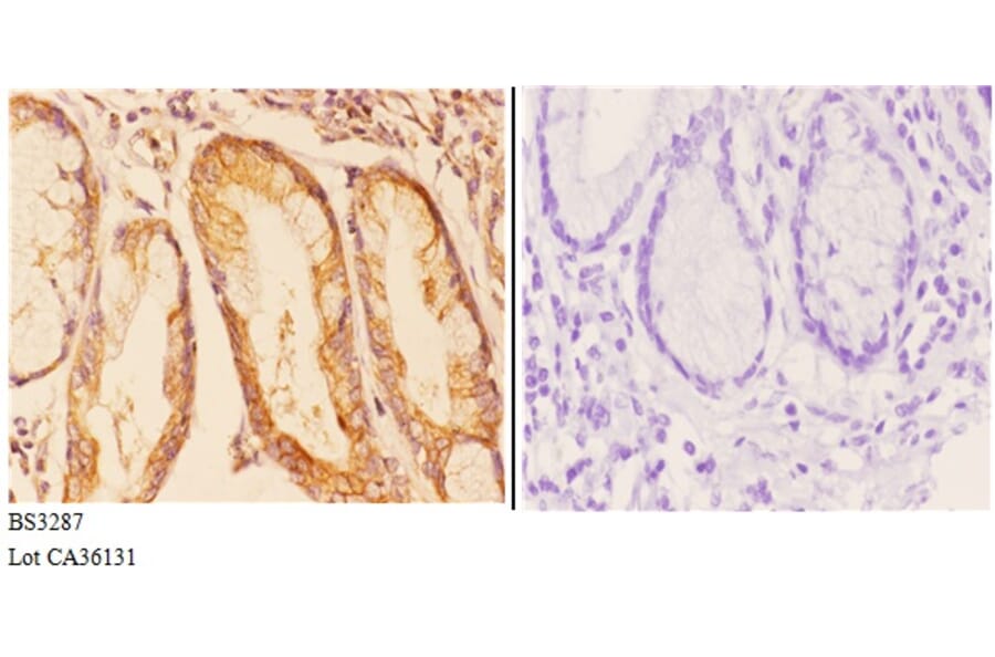 Anti-COP ζ1 (I48) Antibody from Bioworld Technology (BS3287) - Antibodies.com