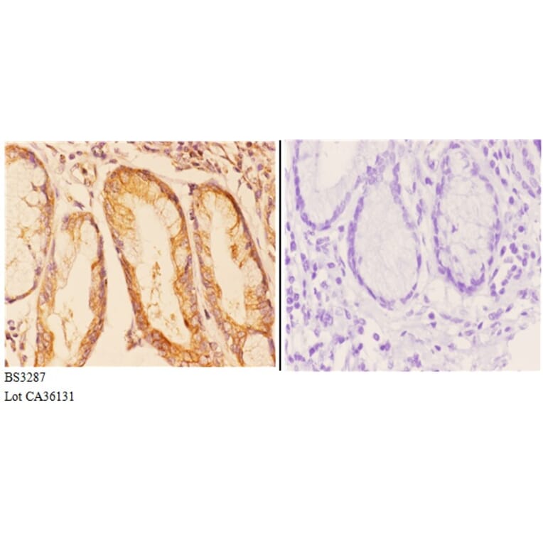 Anti-COP ζ1 (I48) Antibody from Bioworld Technology (BS3287) - Antibodies.com