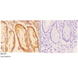 Anti-COP ζ1 (I48) Antibody from Bioworld Technology (BS3287) - Antibodies.com