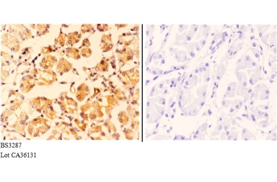 Anti-COP ζ1 (I48) Antibody from Bioworld Technology (BS3287) - Antibodies.com