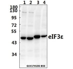 Anti-eIF3ε (V116) Antibody from Bioworld Technology (BS3296) - Antibodies.com