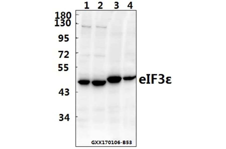 Anti-eIF3ε (V116) Antibody from Bioworld Technology (BS3296) - Antibodies.com