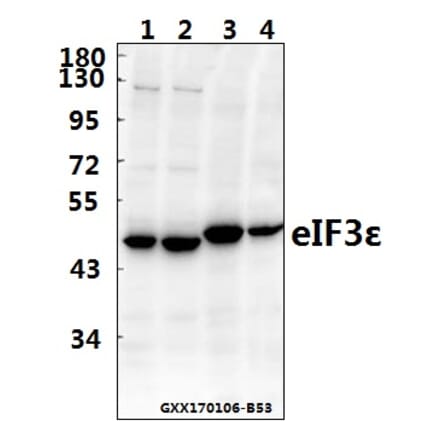 Anti-eIF3ε (V116) Antibody from Bioworld Technology (BS3296) - Antibodies.com