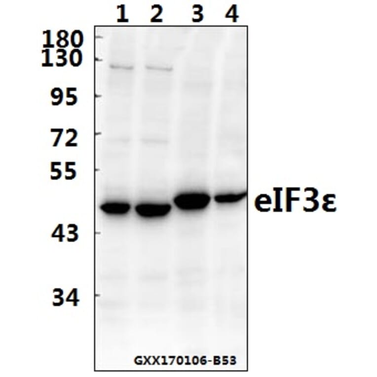 Anti-eIF3ε (V116) Antibody from Bioworld Technology (BS3296) - Antibodies.com