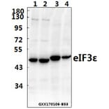 Anti-eIF3ε (V116) Antibody from Bioworld Technology (BS3296) - Antibodies.com
