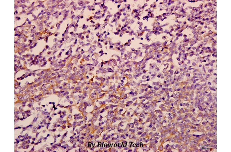 Anti-eIF3ε (V116) Antibody from Bioworld Technology (BS3296) - Antibodies.com